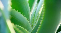 L'aloé vera, une plante dotée de qualités exceptionnelles