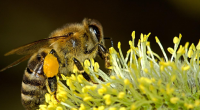 Les bienfaits du pollen