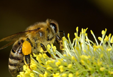 Bienfaits-pollen-iterroir-220