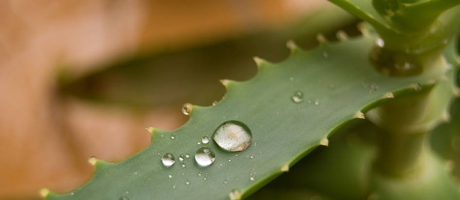 Aloe vera