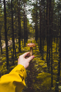 champignon automne cueillette