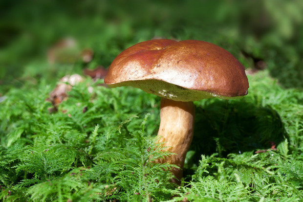 champignon automne cueillette