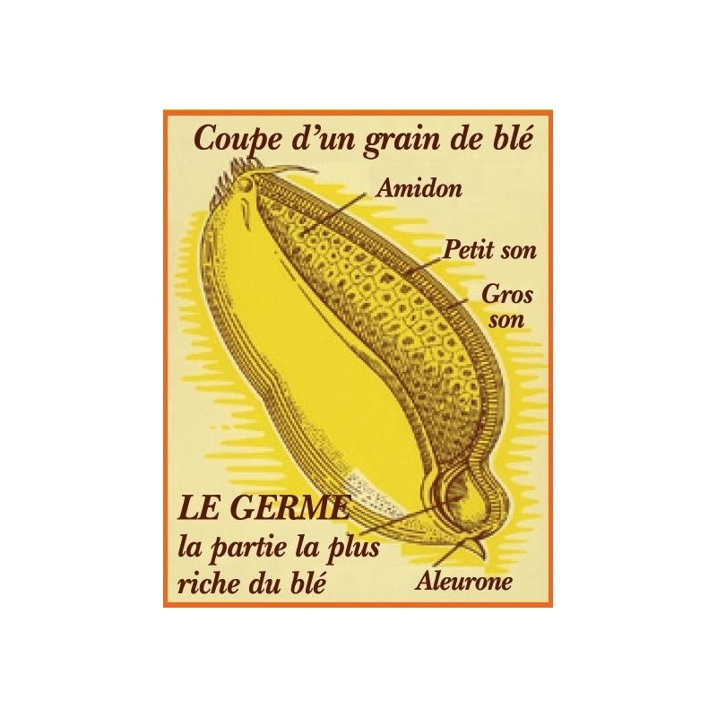 Schéma Graine de blé