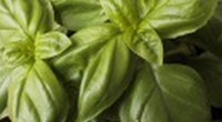 Basilic