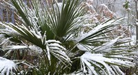 Calendrier-plantation-hiver