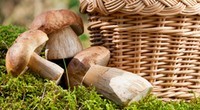 Les bienfaits des champignons