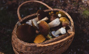 Comment savoir quel champignon cueillir ?
