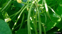 Haricot_vert