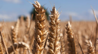 Le germe de blé : source de vitalité