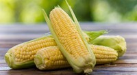 Les bienfaits du maïs