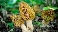 Les bienfaits des morilles