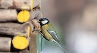 Oiseaux-jardin