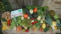 Les paniers de légumes bio