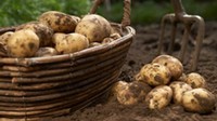 Zoom sur la pomme de terre 