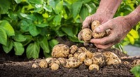 Les remèdes de grand-mère à base de pomme de terre