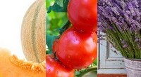 Quiz - Les fruits, légumes et plantes de juillet
