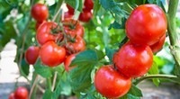 La tomate, vedette du potager