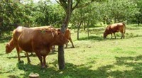 La viande à la ferme (veau, volaille fermière bio, boeuf)