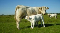 La viande Charolaise, une qualité et un goût reconnus