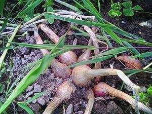recette - Confit d'echalotes