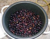 Confiture de raisins noirs et pommes