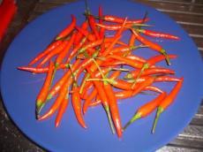 recette - Piments oiseaux à l'huile d'olive 