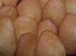 Madeleines natures