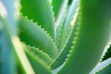 Aloe-vera