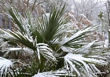 Calendrier-plantation-hiver