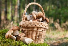 Champignon