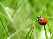 Coccinelle