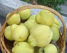 Le coing, un fruit parfumé à manger cuit