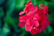 Geranium