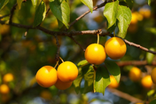 La mirabelle, une petite prune en or