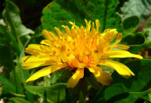 Pissenlit-feuilles-fleurs-220.jpg