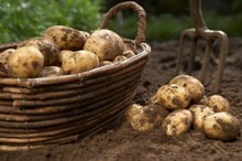 Zoom sur la pomme de terre 