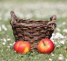 Pomme-star-du-verger