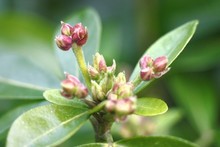 Quiz-plantes-jardin-6