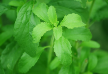 Stevia-iterroir-220