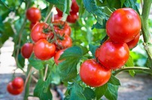 Tomate-potager