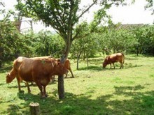 Viande-a-la-ferme1
